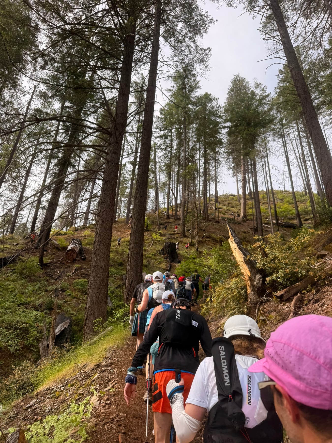Runners climbing through the forest during the Swinging Bridge out-and-back