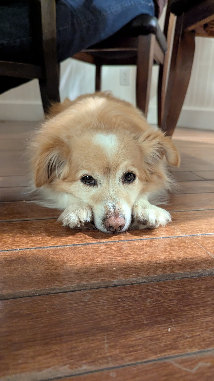 Mr Peanut resting after Canyons weekend